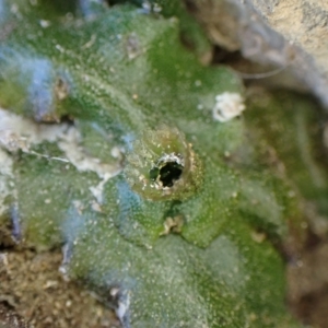 Marchantia foliacea at Cook, ACT - suppressed