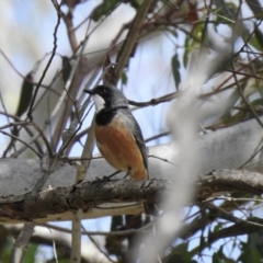 Pachycephala rufiventris (Rufous Whistler) at Bundanoon, NSW - 28 Nov 2021 by GlossyGal