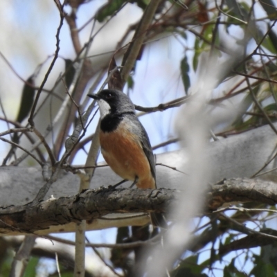 Pachycephala rufiventris (Rufous Whistler) at Bundanoon, NSW - 28 Nov 2021 by GlossyGal