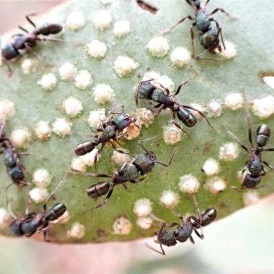 Rhytidoponera metallica (Greenhead ant) at Molonglo Valley, ACT - 28 Aug 2022 by CathB