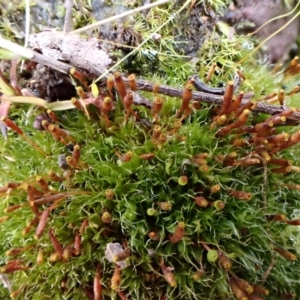 Tayloria octoblepharum at Aranda, ACT - 24 Aug 2022