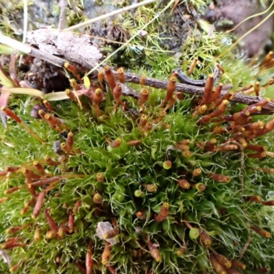 Tayloria octoblepharum (Moss) at Aranda Bushland - 24 Aug 2022 by CathB
