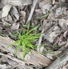 Ehrharta erecta (Panic Veldtgrass) at Aranda, ACT - 5 Sep 2022 by lbradley