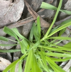 Ehrharta erecta at Aranda, ACT - 5 Sep 2022