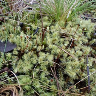 Breutelia affinis (Moss) at Aranda Bushland - 24 Aug 2022 by CathB