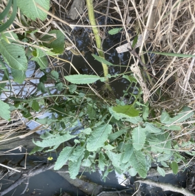 Hirschfeldia incana (Buchan Weed) at Molonglo Valley, ACT - 5 Sep 2022 by lbradley
