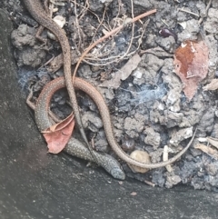 Saproscincus mustelinus (Weasel Skink) at Yarralumla, ACT - 5 Sep 2022 by pixelnips