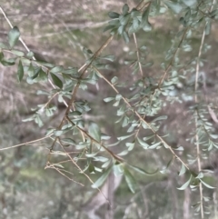 Bursaria spinosa subsp. lasiophylla at Cook, ACT - 5 Sep 2022