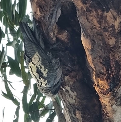 Callocephalon fimbriatum (Gang-gang Cockatoo) at Belconnen, ACT - 5 Sep 2022 by jhotchin