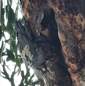 Callocephalon fimbriatum at Belconnen, ACT - suppressed