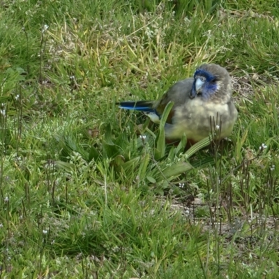 Northiella haematogaster (Greater Bluebonnet) at Belconnen, ACT - 5 Sep 2022 by jhotchin