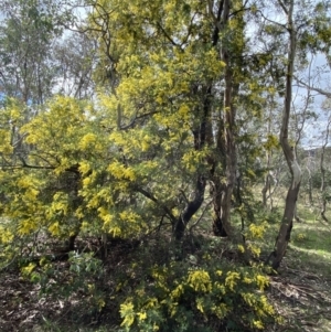 Acacia baileyana x Acacia dealbata at Watson, ACT - 12 Sep 2022