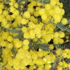 Acacia baileyana x Acacia dealbata at Watson, ACT - 12 Sep 2022