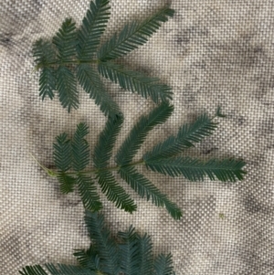 Acacia baileyana x Acacia dealbata at Watson, ACT - 12 Sep 2022