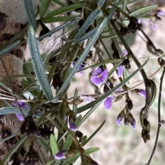 Glycine clandestina (Twining Glycine) at Watson, ACT - 5 Sep 2022 by SteveBorkowskis