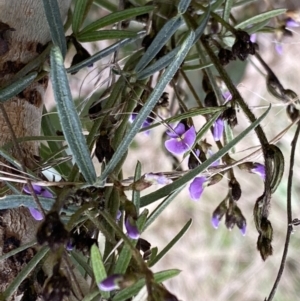 Glycine clandestina at Watson, ACT - 5 Sep 2022