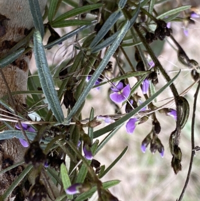 Glycine clandestina (Twining Glycine) at Watson, ACT - 5 Sep 2022 by SteveBorkowskis