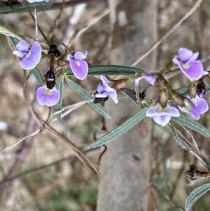 Glycine clandestina at Watson, ACT - 5 Sep 2022