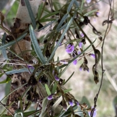 Glycine clandestina at Watson, ACT - 5 Sep 2022