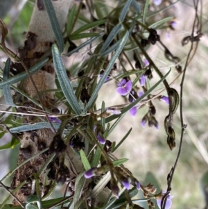 Glycine clandestina at Watson, ACT - 5 Sep 2022