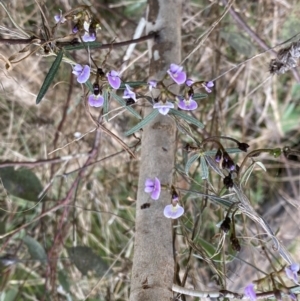 Glycine clandestina at Watson, ACT - 5 Sep 2022