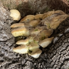 zz Polypore (shelf/hoof-like) at The Fair, Watson - 5 Sep 2022 by SteveBorkowskis