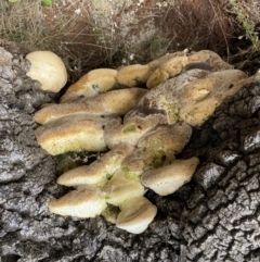 zz Polypore (shelf/hoof-like) at Watson, ACT - 5 Sep 2022