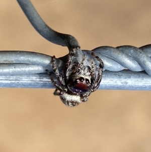 Opisthoncus nigrofemoratus at Watson, ACT - 5 Sep 2022 02:11 PM