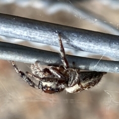 Opisthoncus nigrofemoratus at Watson, ACT - 5 Sep 2022 02:11 PM