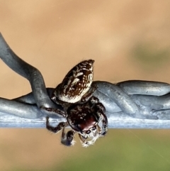 Opisthoncus nigrofemoratus at Watson, ACT - 5 Sep 2022 02:11 PM