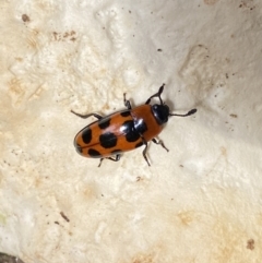 Episcaphula australis (Fungus beetle) at Watson, ACT - 5 Sep 2022 by Steve_Bok