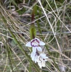 Wurmbea dioica subsp. dioica (Early Nancy) at The Fair, Watson - 5 Sep 2022 by SteveBorkowskis