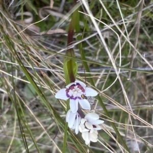 Wurmbea dioica subsp. dioica at Watson, ACT - 5 Sep 2022 01:35 PM