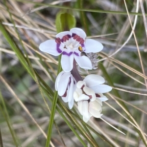 Wurmbea dioica subsp. dioica at Watson, ACT - 5 Sep 2022 01:35 PM