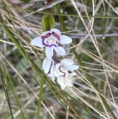 Wurmbea dioica subsp. dioica at Watson, ACT - 5 Sep 2022