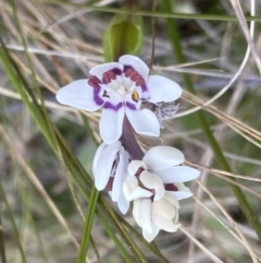 Wurmbea dioica subsp. dioica at Watson, ACT - 5 Sep 2022 01:35 PM