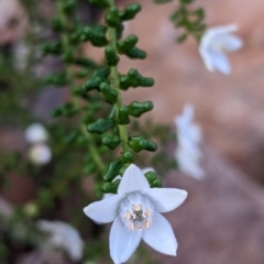 Philotheca difformis subsp. difformis (Small-leaf Wax-flower) at Mutawintji, NSW - 27 Aug 2022 by Darcy