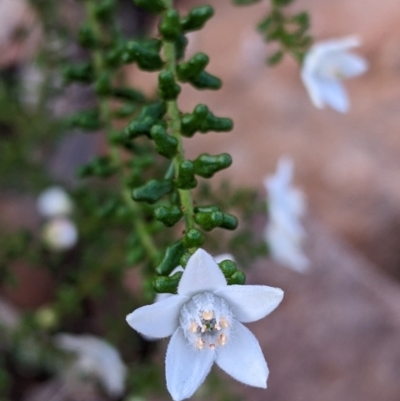 Philotheca difformis subsp. difformis (Small-leaf Wax-flower) at Mutawintji, NSW - 27 Aug 2022 by Darcy