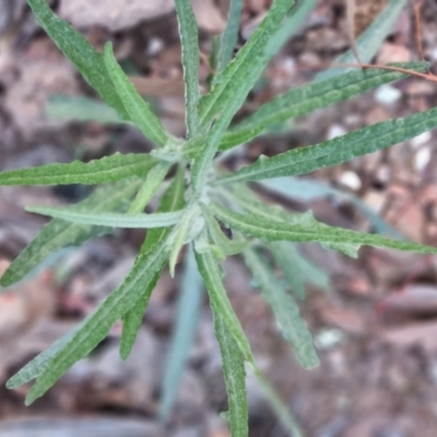 Senecio phelleus (Rock Fireweed) at Bungendore, NSW - 5 Sep 2022 by clarehoneydove