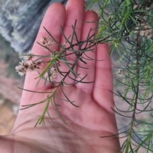 Cassinia quinquefaria at Bungendore, NSW - 5 Sep 2022