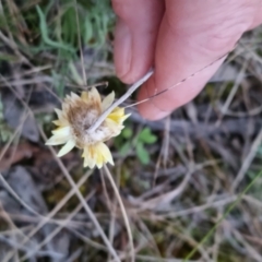 Leucochrysum albicans at Bungendore, NSW - 5 Sep 2022