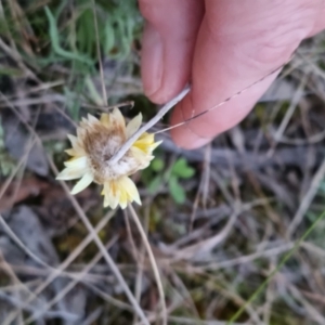 Leucochrysum albicans at Bungendore, NSW - 5 Sep 2022