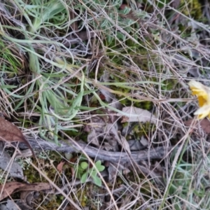 Leucochrysum albicans at Bungendore, NSW - 5 Sep 2022