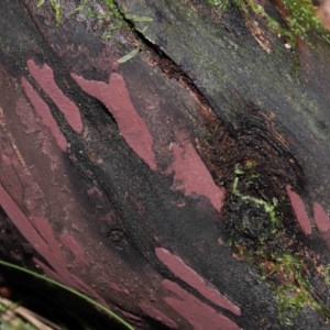 Hypoxylon sp. at Paddys River, ACT - 31 Aug 2022