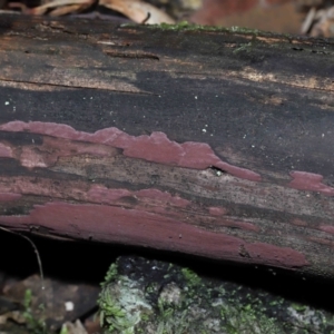 Hypoxylon sp. at Paddys River, ACT - 31 Aug 2022 11:07 AM