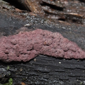 Hypoxylon sp. at Paddys River, ACT - 31 Aug 2022