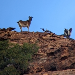 Capra hircus (Goat) at Mutawintji, NSW - 27 Aug 2022 by Darcy