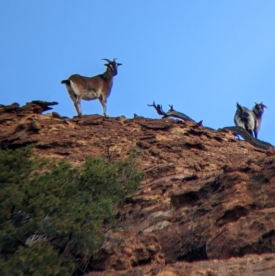 Capra hircus (Goat, Feral Goat) at Mutawintji, NSW - 27 Aug 2022 by Darcy