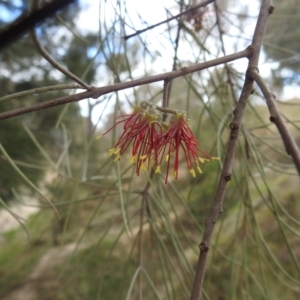 Amyema cambagei at Paddys River, ACT - 5 Sep 2022 01:59 PM