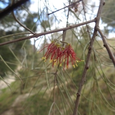 Amyema cambagei (Sheoak Mistletoe) at Paddys River, ACT - 5 Sep 2022 by HelenCross